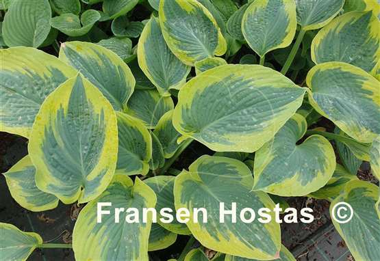 Hosta Flemish Tradition